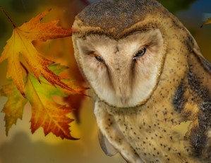 Barn Owl